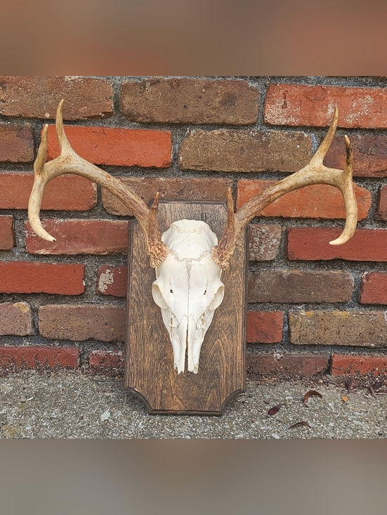 Other - Mounted Deer Antler White Skull on Wooden Plaque - Taxidermy 8 Point Tan Antlers